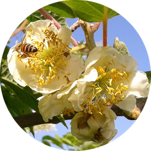 impollinazione api